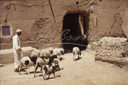 Image du Maroc Professionnelle de  Un berger berbère traverse une rue de l'ancienne Kasbah de Ouarzazate avec son troupeau de chèvres et de moutons, Vendredi 22 Août 1997. De nombreux habitants résident avec leurs animaux au milieu de la maison. (Photo / Abdeljalil Bounhar) 